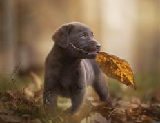 开云体育平台APP-霸主沦陷之夜，哈登逆天改命，灰熊重锤砸碎广东王朝？