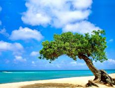 开云体育app-加拿大完胜南非，萨卡的关键先生闪耀全场