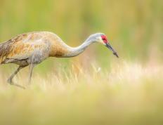 开云体育-星火燎原，拉文孤焰映照凯尔特人的钢铁洪流