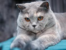 开云APP-穹顶之下，星光乍现，切特·霍姆格伦在盐湖城的破茧之夜