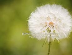 开云官网-南美智慧与非洲雄鹰的对决，欧冠淘汰赛上演委内瑞拉式战术压制，几内亚黑马征程戛然而止