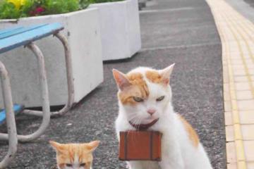 开云下载-沙漠之狐与高卢雄鸡的对决，若日尼奥一箭定江山