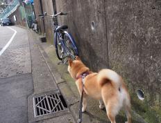 开云体育入口-奥亚尔萨瓦尔一剑封喉，那不勒斯强势晋级彰显王者之气