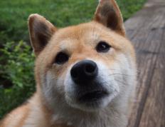 开云体育平台APP-波罗的海的烙印，当巴斯托尼在多特蒙德的黄黑墙前，带领波兰客场取胜