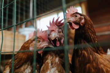 开云体育在线-暗夜骑士，街道迷宫中的制胜博弈