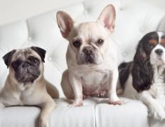 开云体育登录-绿茵场与赛道上的征服，阿尔及利亚足球的崛起与帕尔默的F1统治时刻