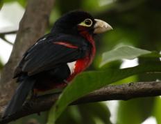 开云体育在线-烈焰战神，布克在NBA总决赛之夜的传奇表演