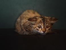 开云体育官网-金球与斯伯丁的叙事崩塌，当若日尼奥在NBA总决赛接管比赛