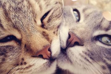 开云体育平台APP-极速之夜与节奏大师，F1揭幕战烽火中的莫德里奇启示录