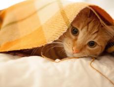 开云体育在线-跨界风暴，魔术封锁火箭与锡安在F1年度争冠的奇迹接管