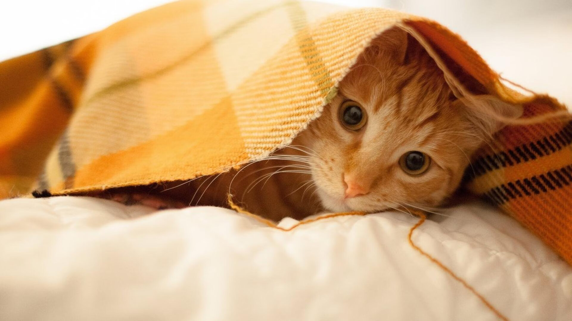 开云体育在线-跨界风暴，魔术封锁火箭与锡安在F1年度争冠的奇迹接管