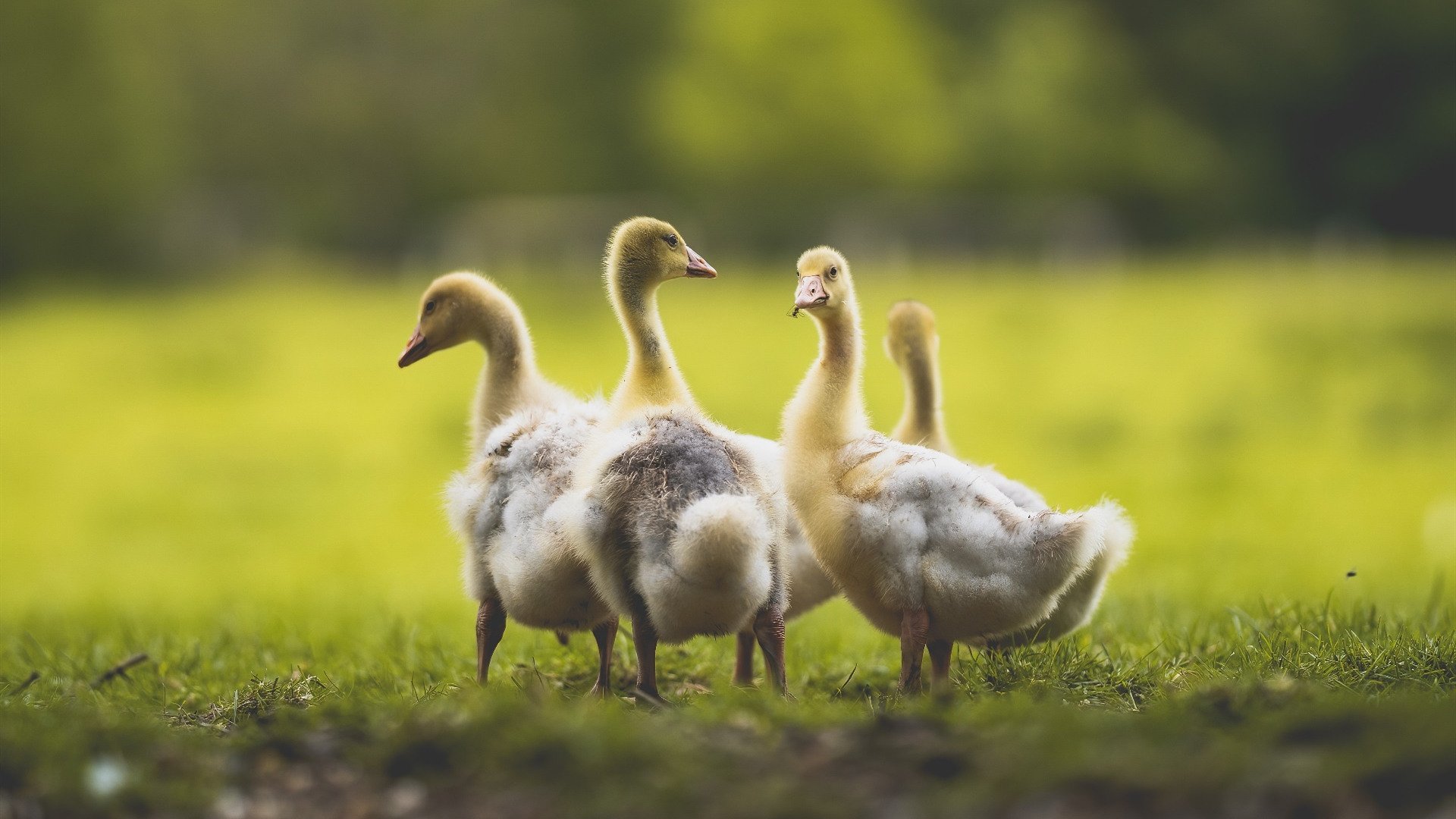 开云体育中国-北欧童话，欧冠半决赛，芬兰队如何以冰封战术让AC米兰铩羽而归