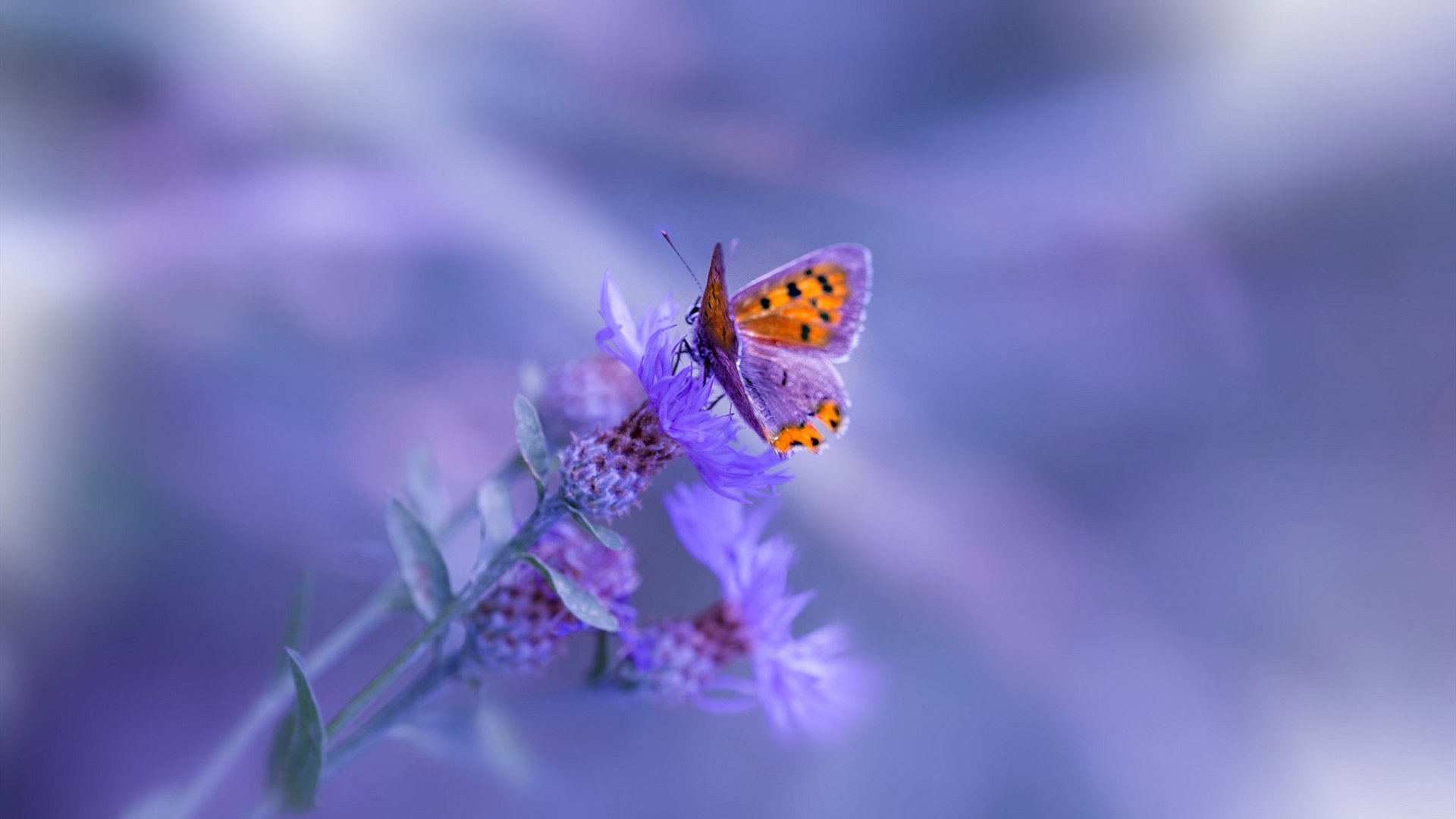 开云官网-跨界奇迹,亚特兰大足球场粉碎摩纳哥,范戴克NBA总决赛接管比赛