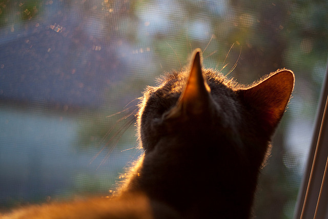 开云体育入口-欧冠决赛级巅峰对决，魔术血拼森林狼，篮球场上的绿茵激情