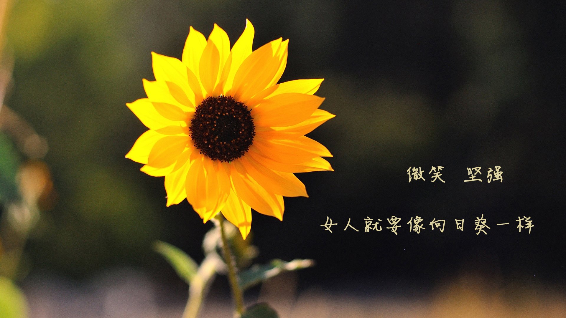 开云体育官方网站-铁血角力，奥斯梅恩硬仗之王的锋芒，利物浦如何完成对蓝军的战术破解