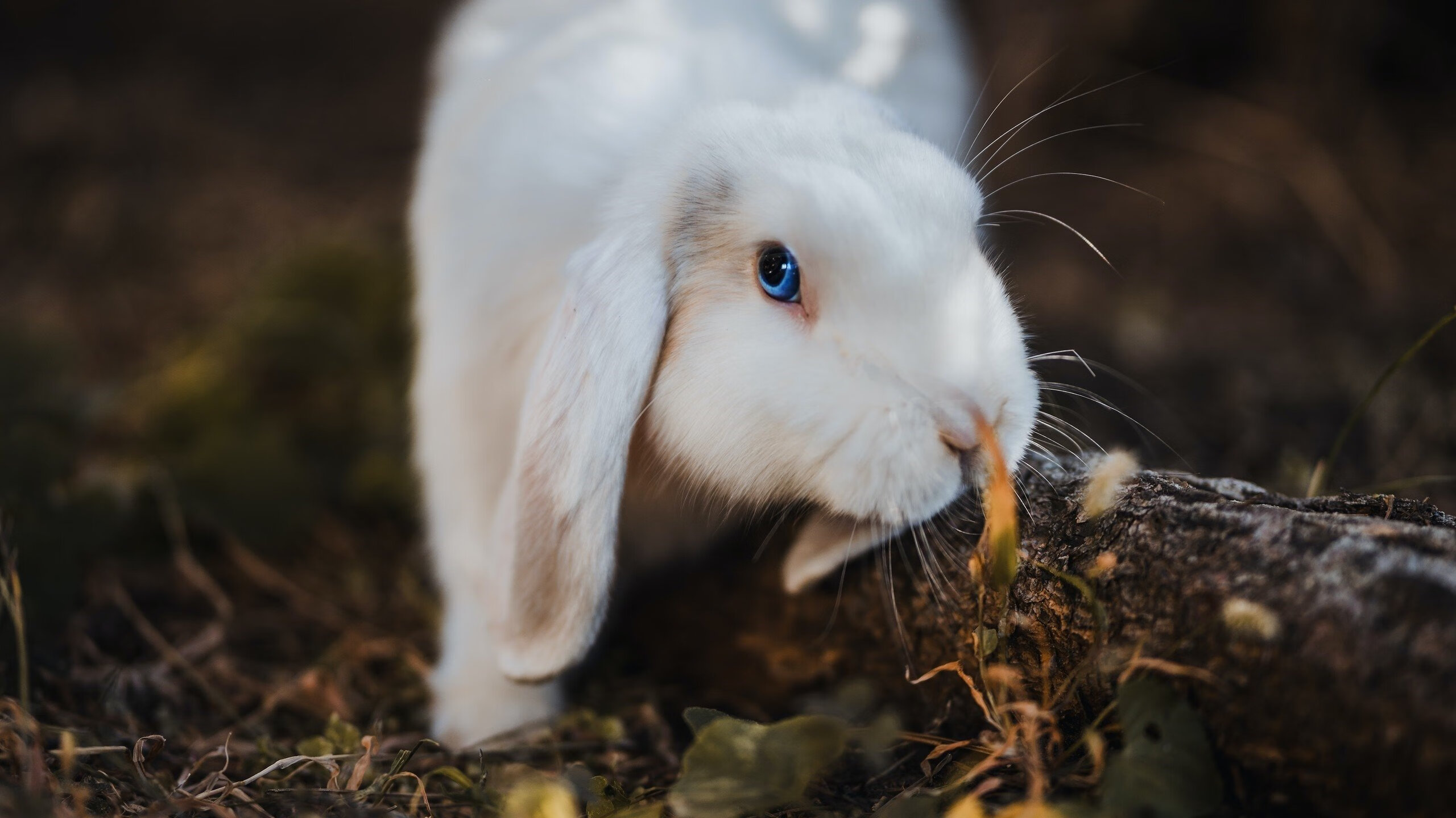 开云体育登录-欧冠淘汰赛之夜,奥利维耶,从暗影中射出的致命光芒