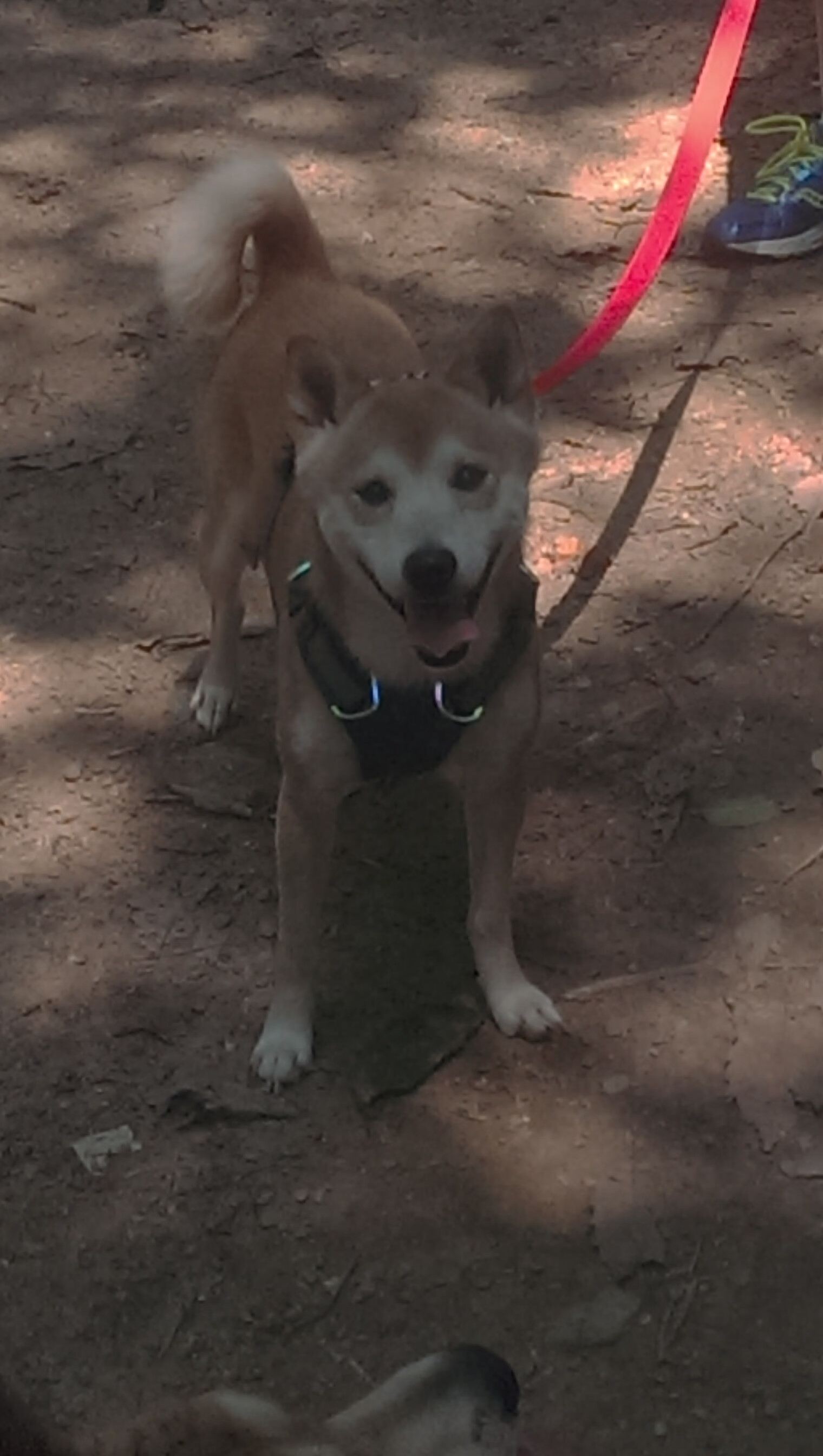 开云体育在线-布伦森防守端锁死对手，爵士主场稳稳拿下猛龙