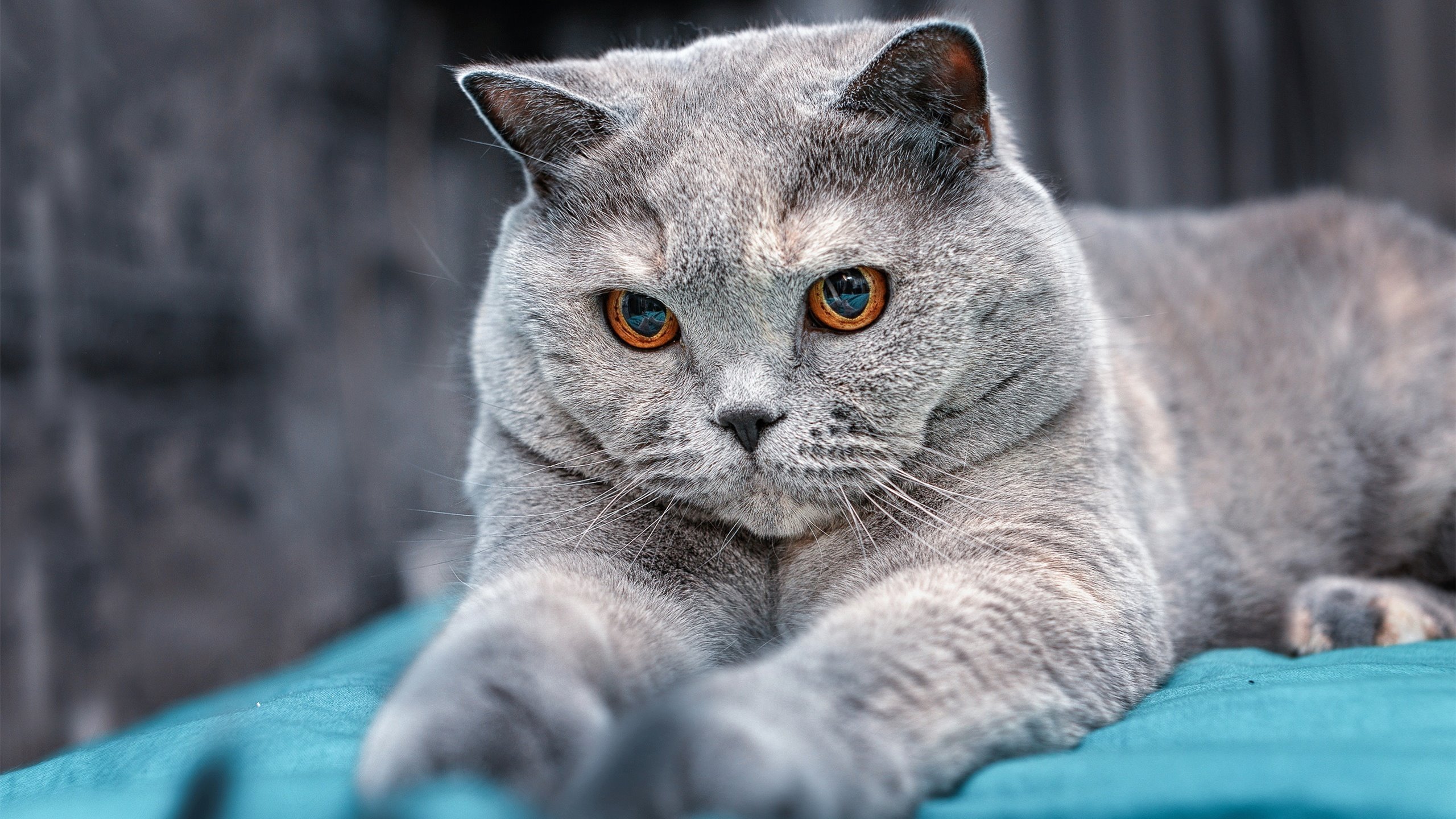 开云APP-穹顶之下，星光乍现，切特·霍姆格伦在盐湖城的破茧之夜