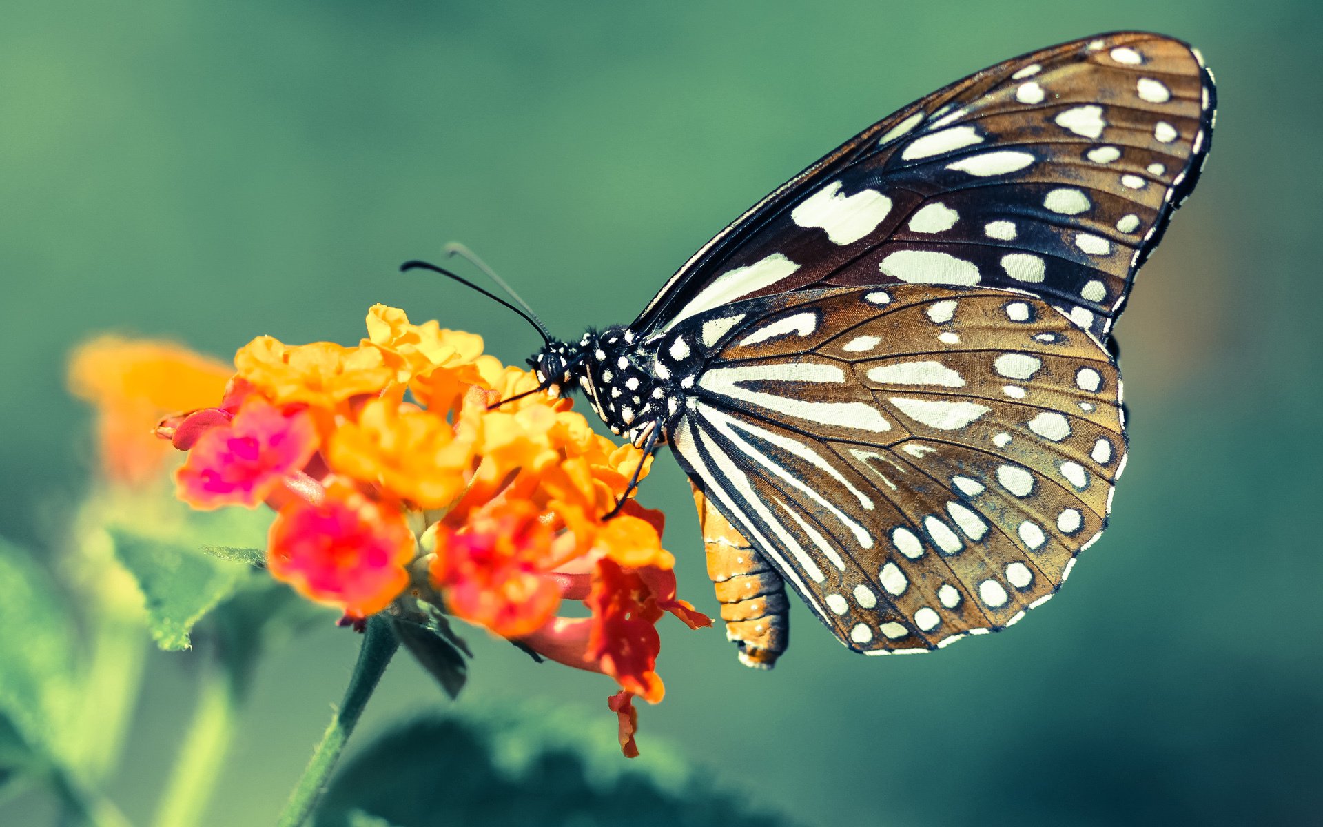 开云体育中国-灰熊强势击溃火箭，哈登全场最佳无争议