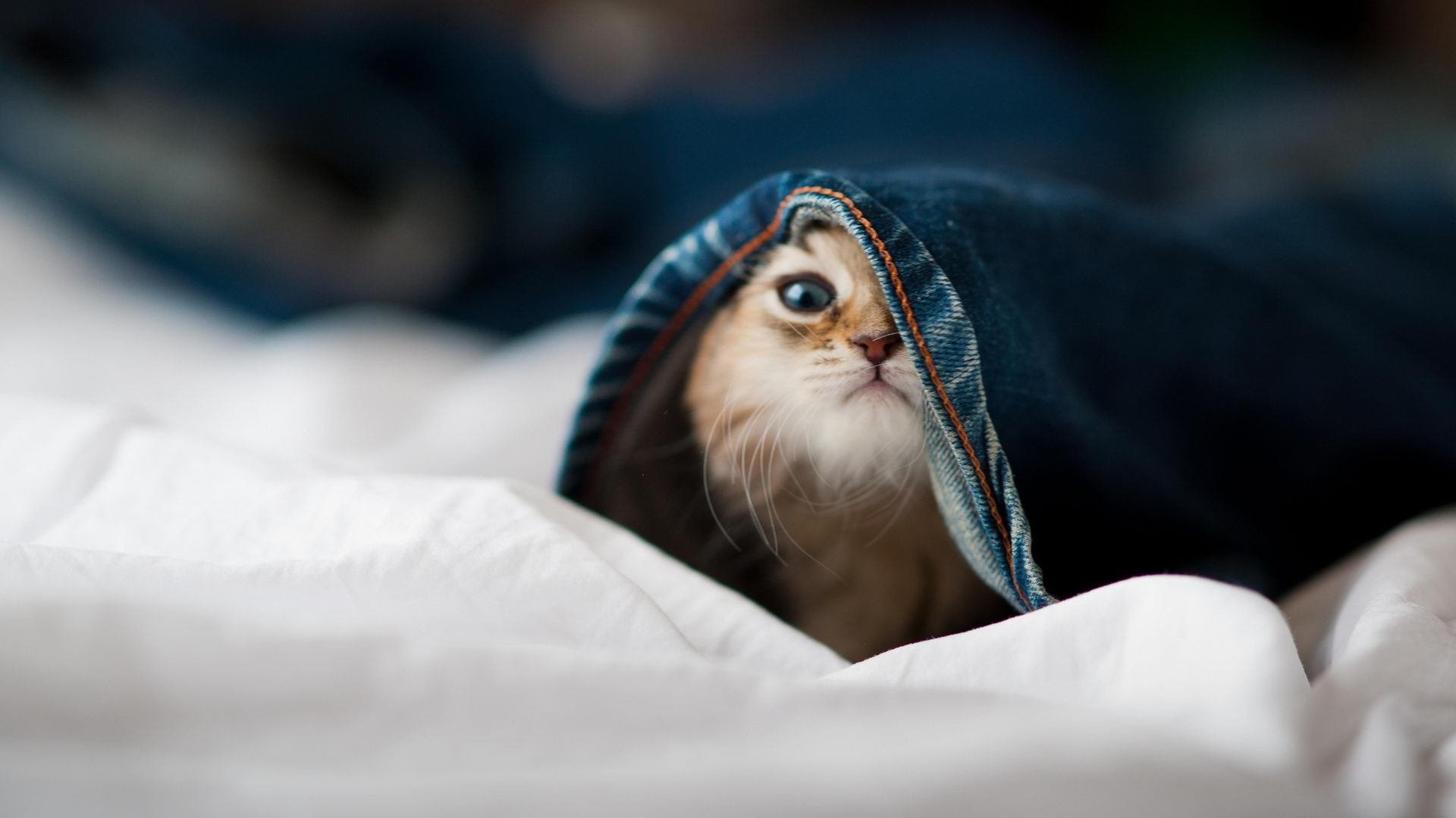 开云体育在线-东瀛利刃三破坚城!富安健洋关键连击撕裂斑马军团防线