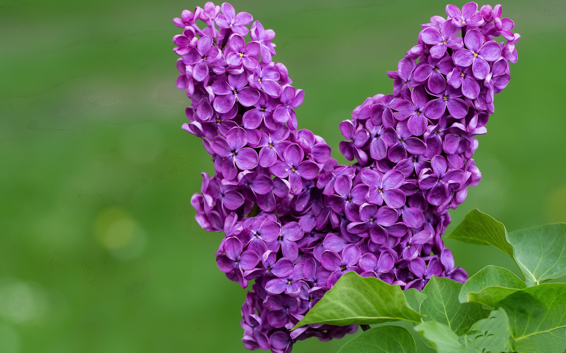 开云体育中国-伊布冠军级表现闪耀,巴黎圣日耳曼力克贝蒂斯