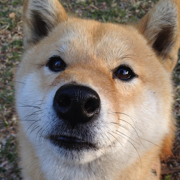 开云体育app-格纳布里爆发背后，伊拉克式战术如何将莱比锡红牛带入沙漠迷阵