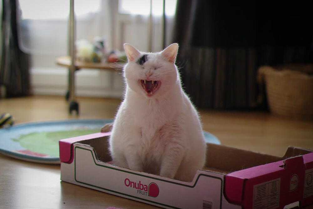 开云官网-巴西托尼闪耀欧冠,桑巴铁闸锁死马竞攻势