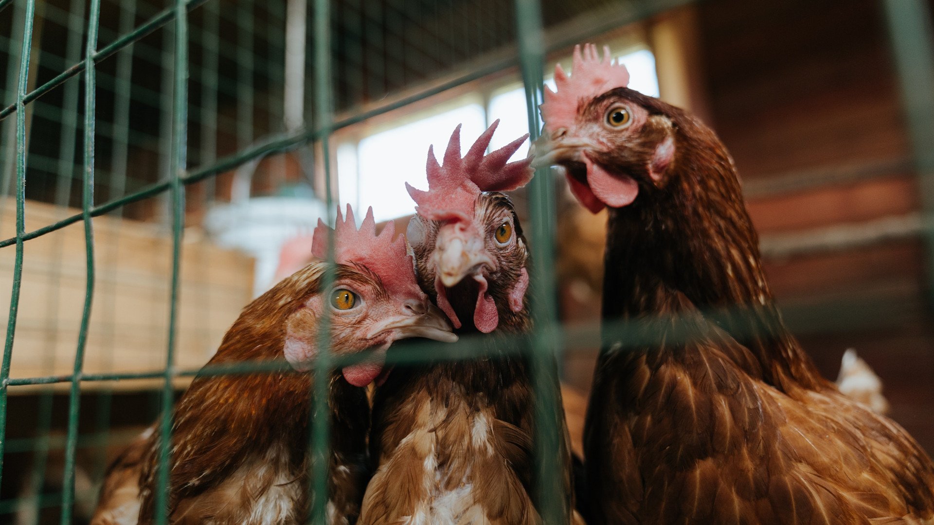 开云体育在线-暗夜骑士,街道迷宫中的制胜博弈
