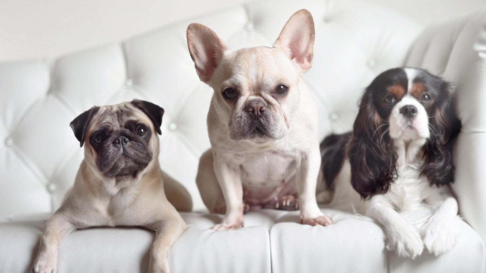 开云体育登录-绿茵场与赛道上的征服，阿尔及利亚足球的崛起与帕尔默的F1统治时刻