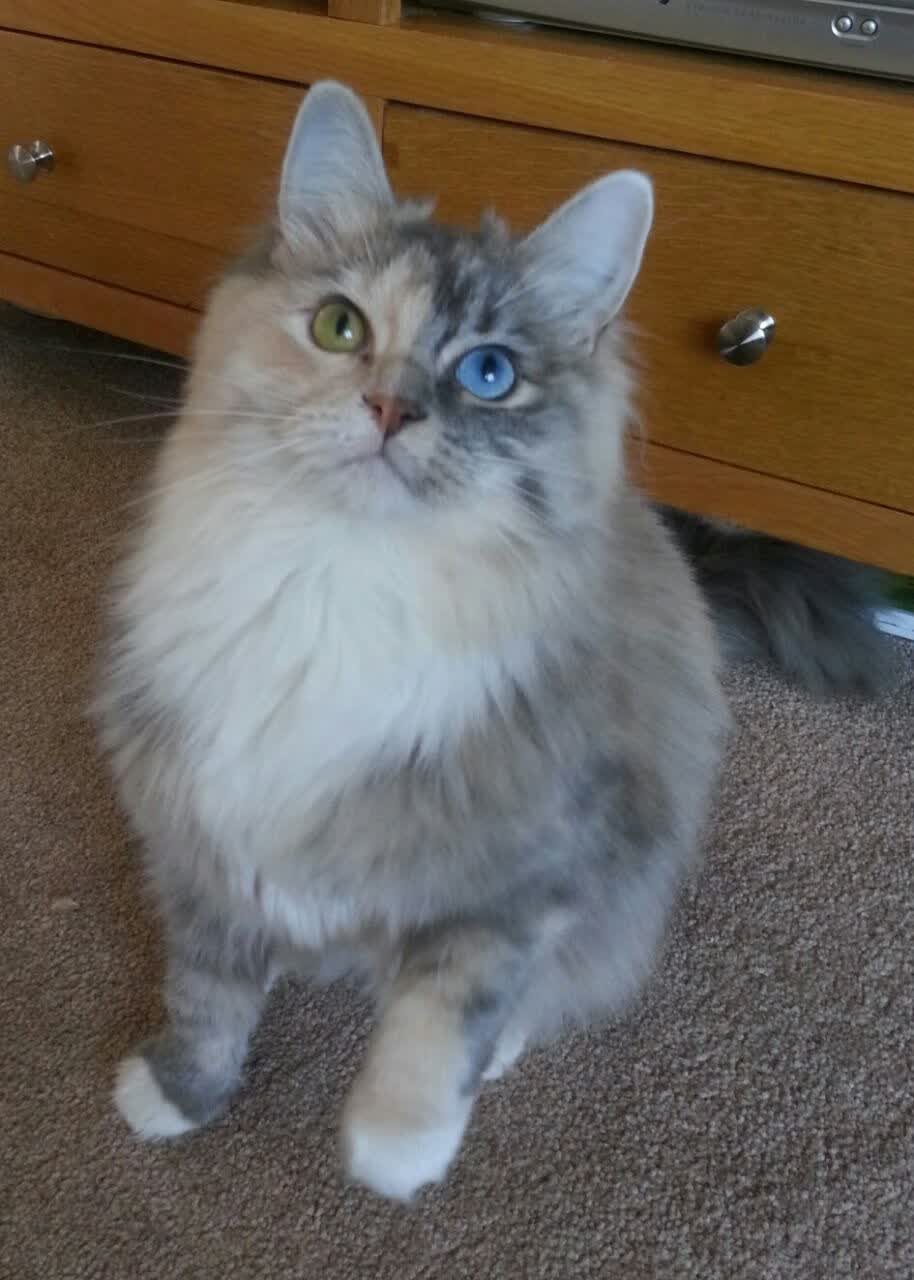 开云APP-超远三分压哨翻盘！福克斯关键时刻拯救深圳，团队配合击败吉林